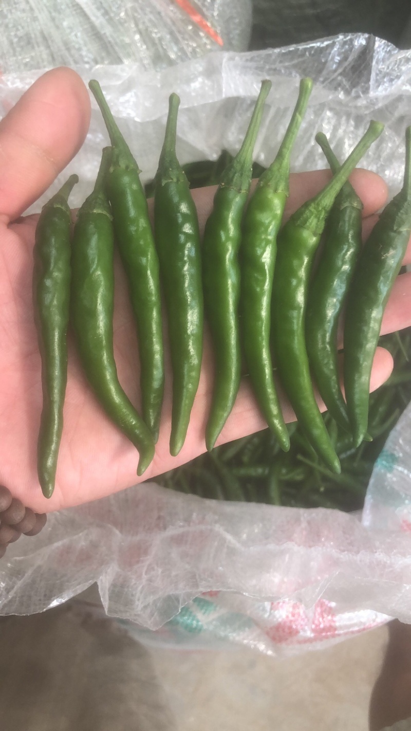 小米椒，青米椒朝天椒每天可采摘1万斤