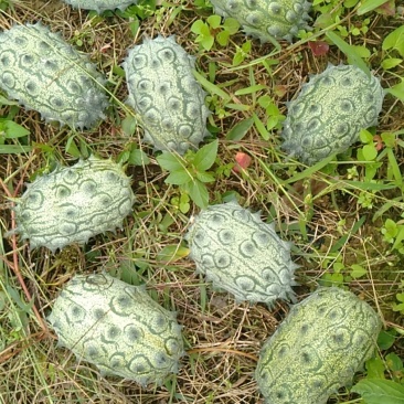 火参果大量出售，都是六两以上，都是精品