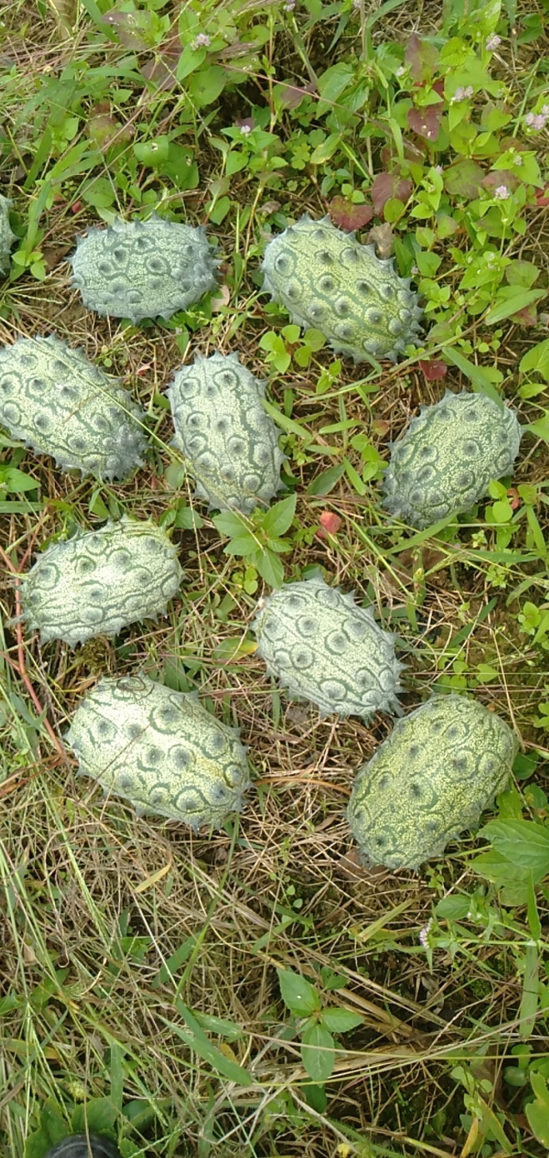 火参果大量出售，都是六两以上，都是精品