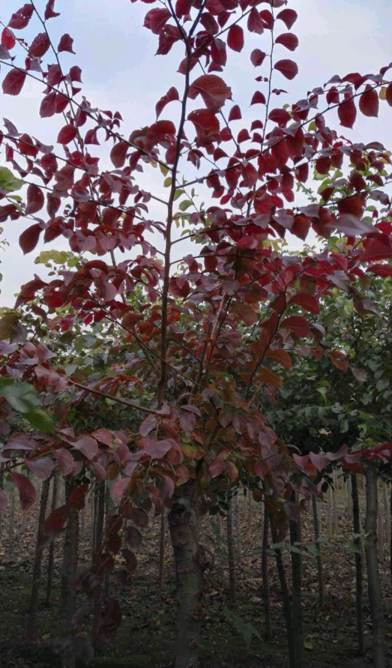 红叶榆11/12/13/14/15规格齐全自家苗圃一手货