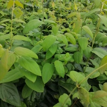高产湘蕾金银花苗
