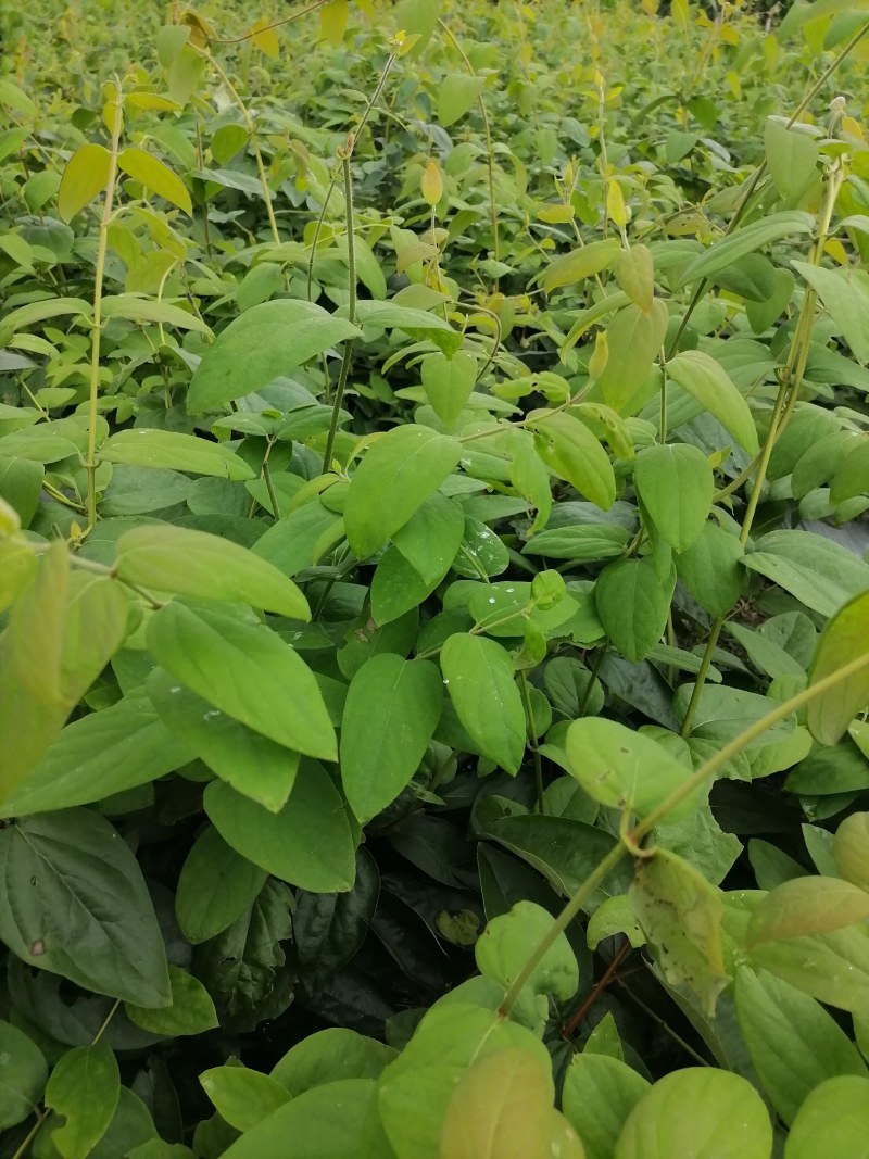高产湘蕾金银花苗