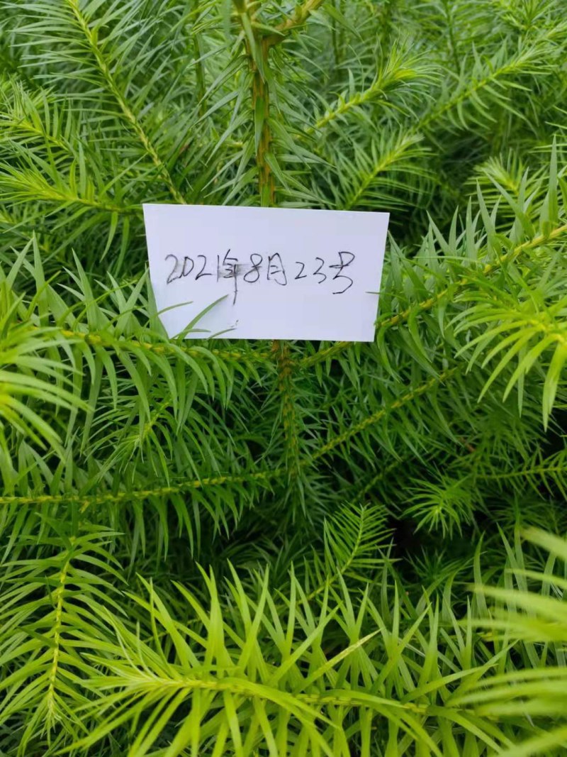 优良杉木袋苗，两年苗