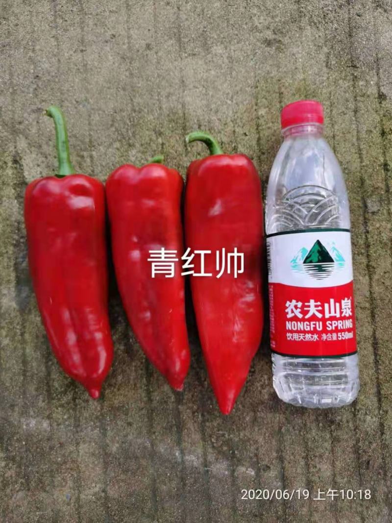 萧新青红帅种子长牛角椒种子杂交品种青红两用原装正品种子