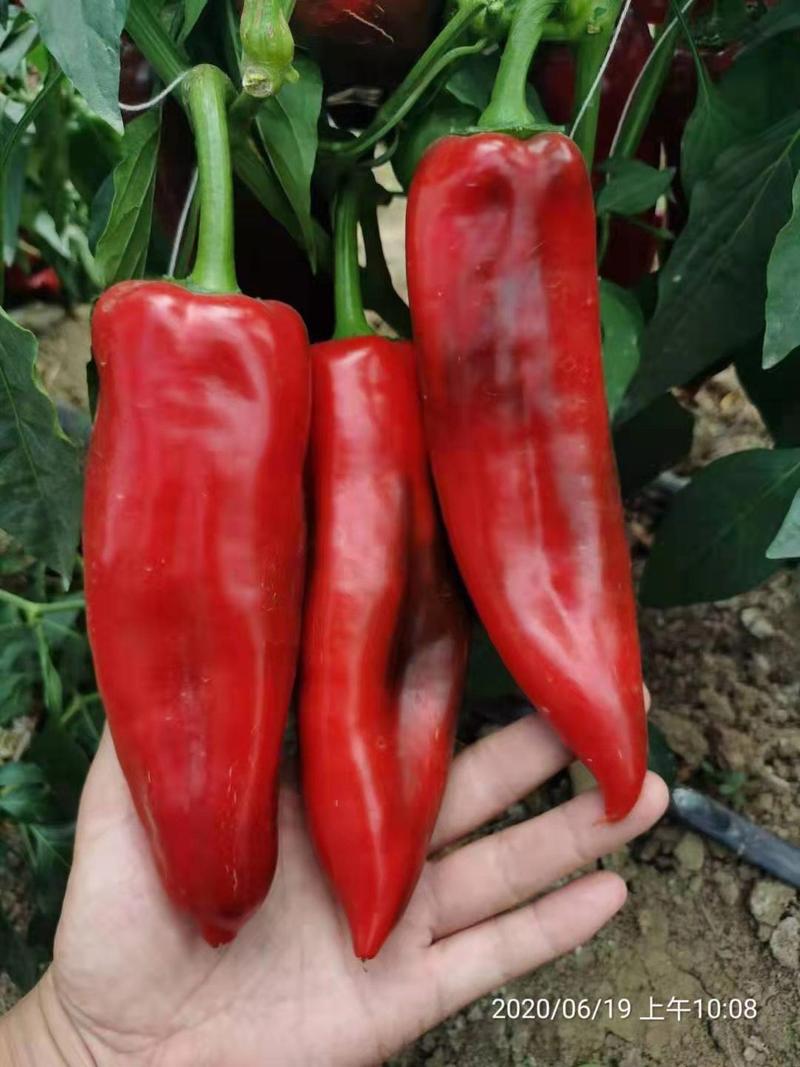 萧新青红帅种子长牛角椒种子杂交品种青红两用原装正品种子