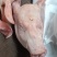 猪头肥猪带耳劈半头新货手续齐全
