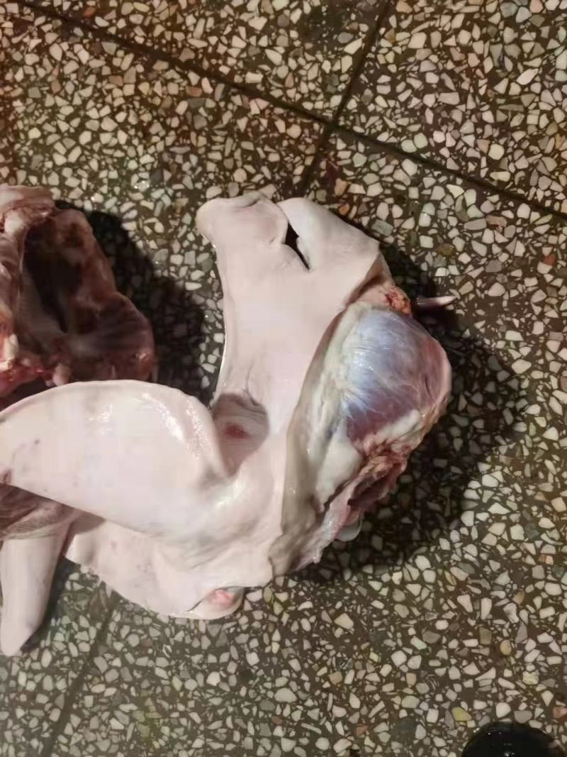 猪头肥猪带耳劈半头新货手续齐全
