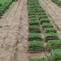 常年供应马尼拉草坪价格美丽