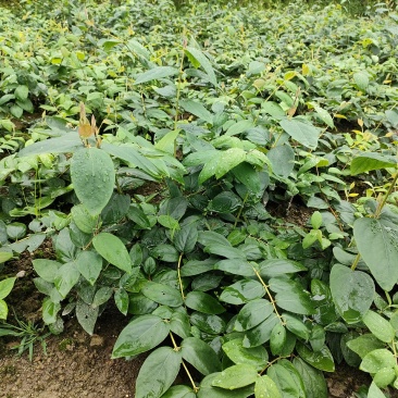湘蕾五号金银花苗、根糸发大，产前产后提供技术，一年结花。