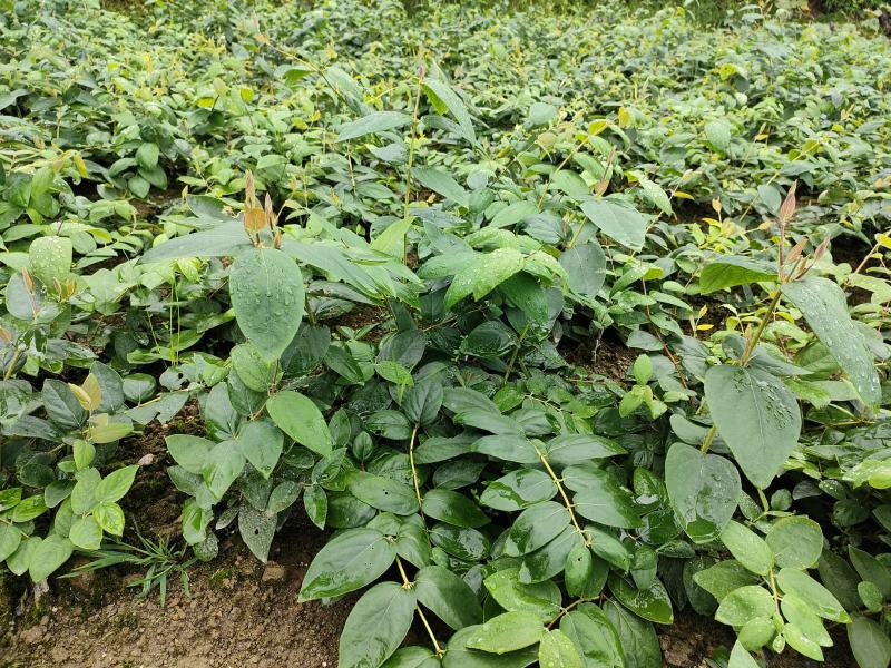 湘蕾五号金银花苗、根糸发大，产前产后提供技术，一年结花。