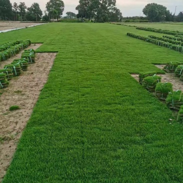 大量供应四季青草坪价格优惠