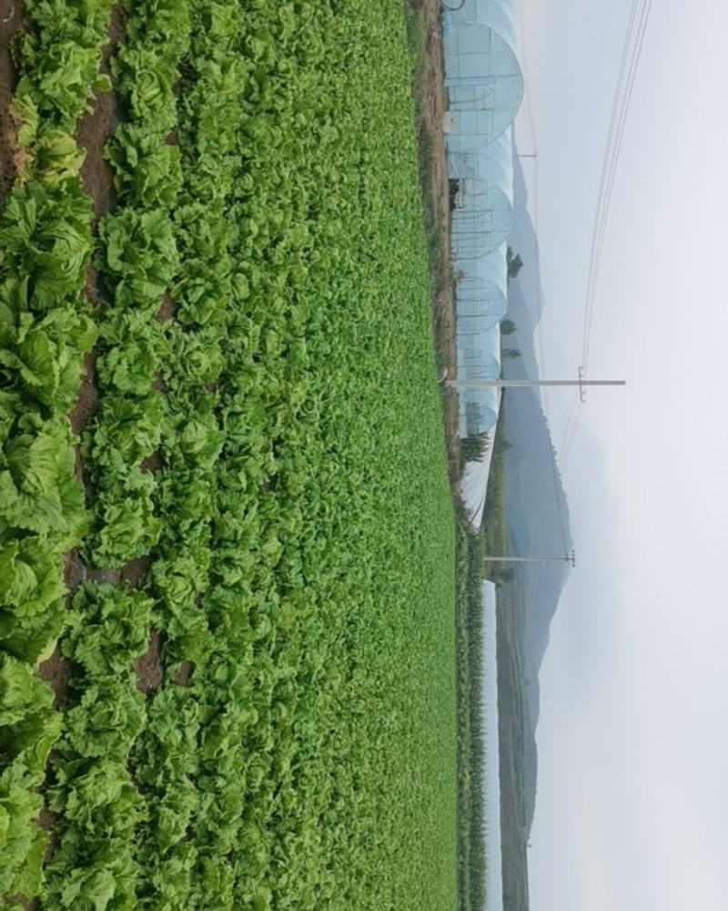 9月20号圆生菜出售，符合出口，打包装标准