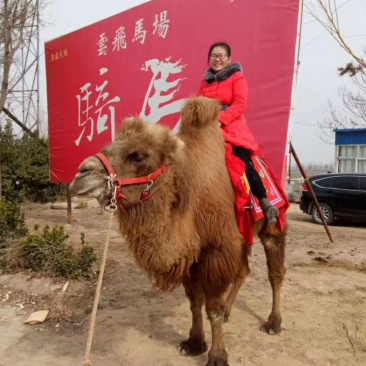 自家养殖乘骑骆驼，观赏骆驼，拍照骆驼，欢迎大家前来选购。