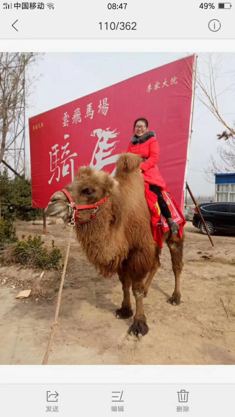 自家养殖乘骑骆驼，观赏骆驼，拍照骆驼，欢迎大家前来选购。