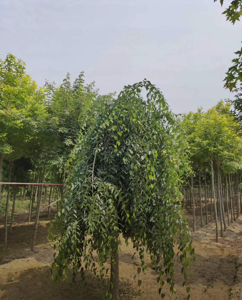 垂枝榆5/6/7/8/公分规格齐全大量出售自家苗圃