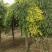 垂枝榆9/10/11-12公分规格齐全成活率高