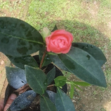 四季夏日红山茶
