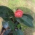 四季夏日红山茶