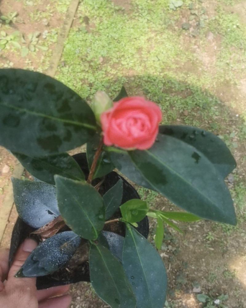四季夏日红山茶