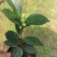 四季夏日红山茶