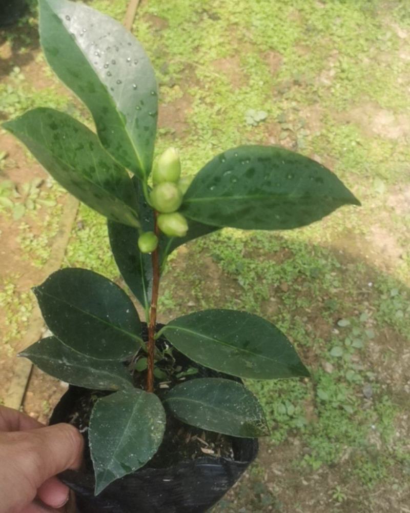 四季夏日红山茶