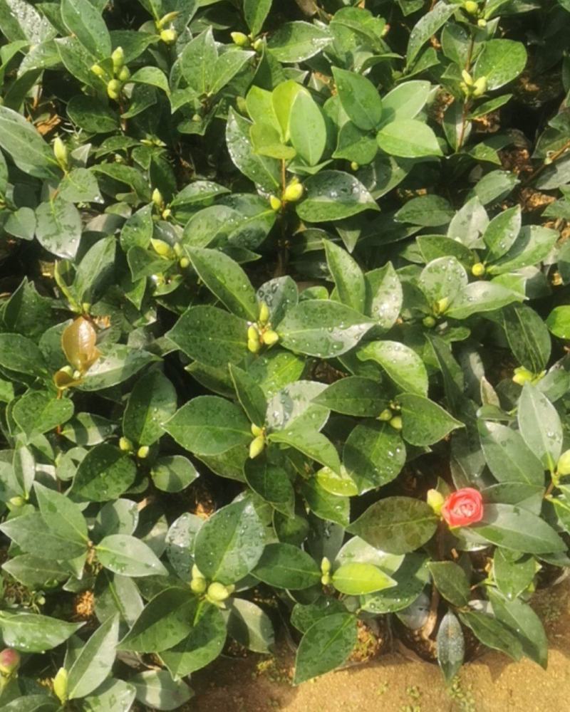 四季夏日红山茶