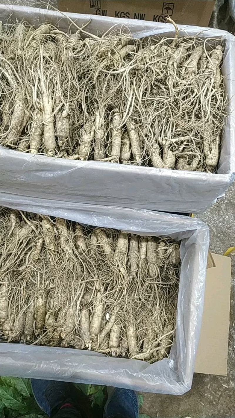 人参！长白山新鲜人参现起现买！一手货源批发零售1两以上鲜