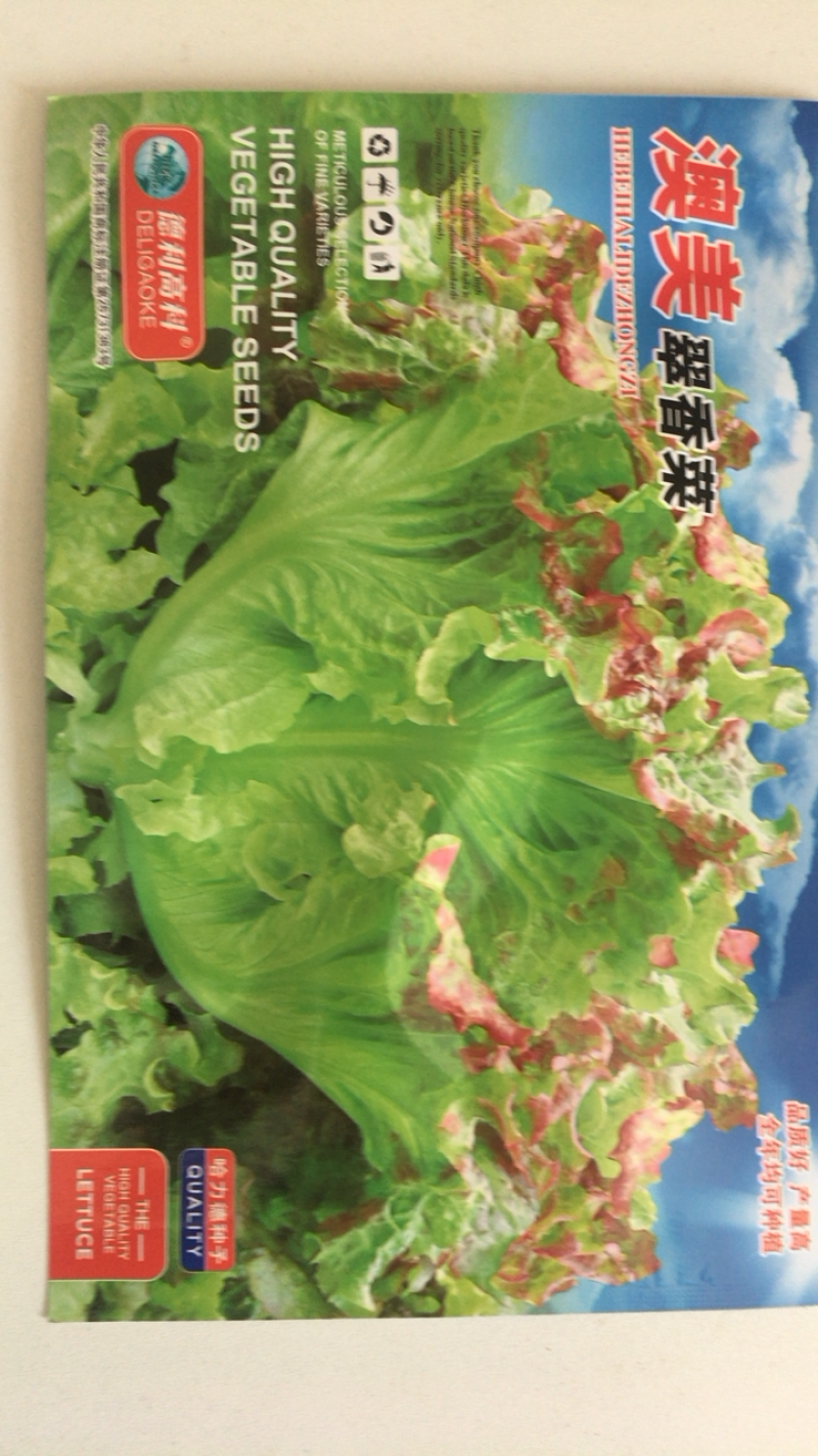 澳美翠生菜紫叶红头生菜全年均可种植蔬菜新品种