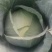 甘肃靖远高原夏菜奥奇娜大量现货色泽鲜艳爱运输