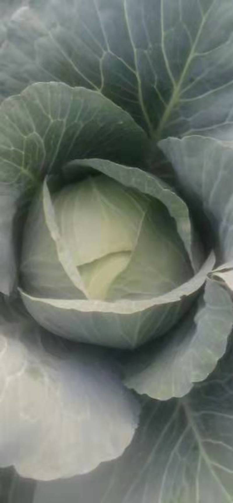 甘肃靖远高原夏菜奥奇娜大量现货色泽鲜艳爱运输