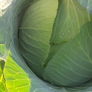 甘肃靖远高原夏菜奥奇娜大量现货色泽鲜艳爱运输