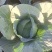 甘肃靖远高原夏菜奥奇娜大量现货色泽鲜艳爱运输