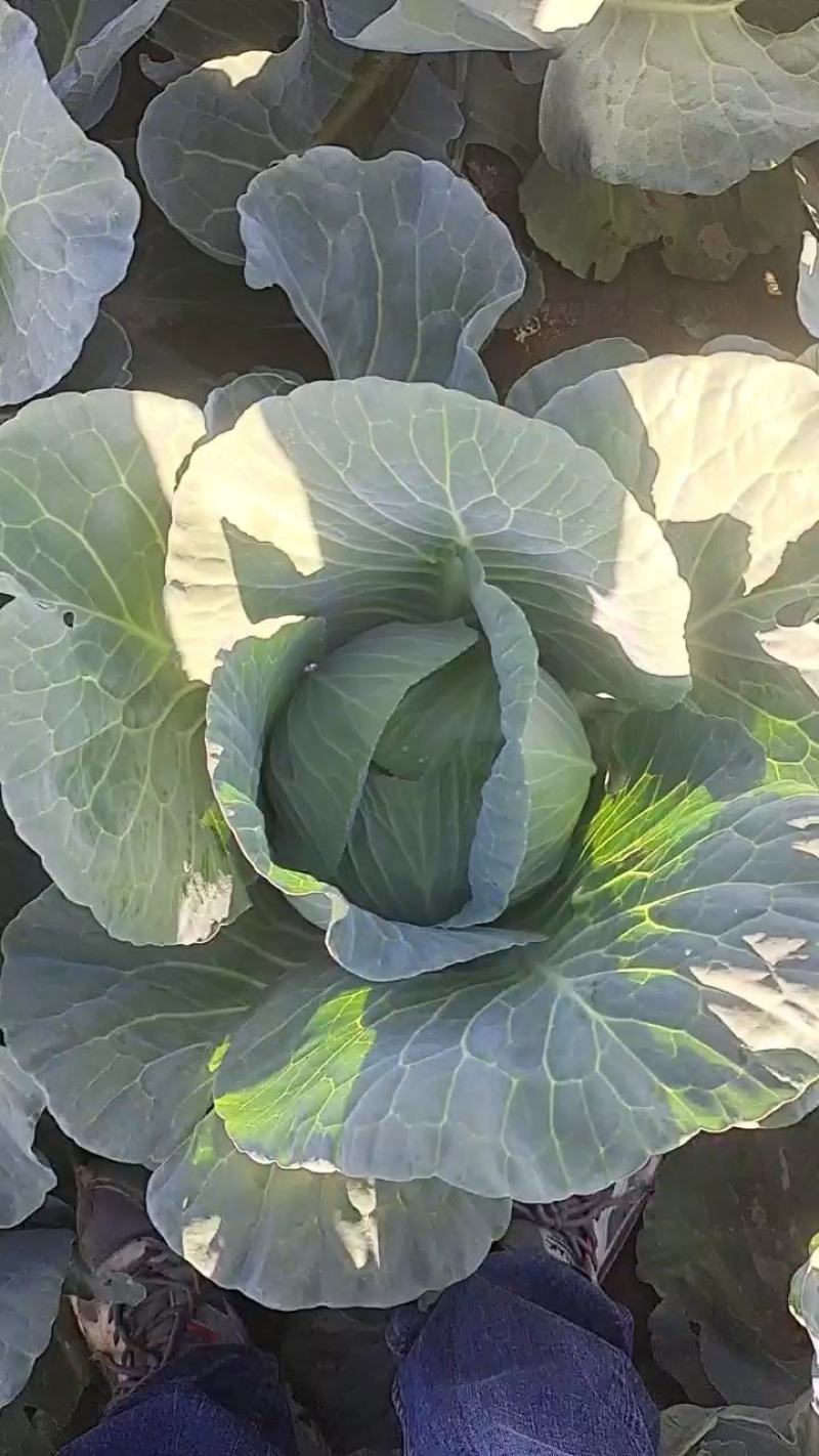 甘肃靖远高原夏菜奥奇娜大量现货色泽鲜艳爱运输