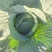 甘肃靖远高原夏菜奥奇娜大量现货色泽鲜艳爱运输