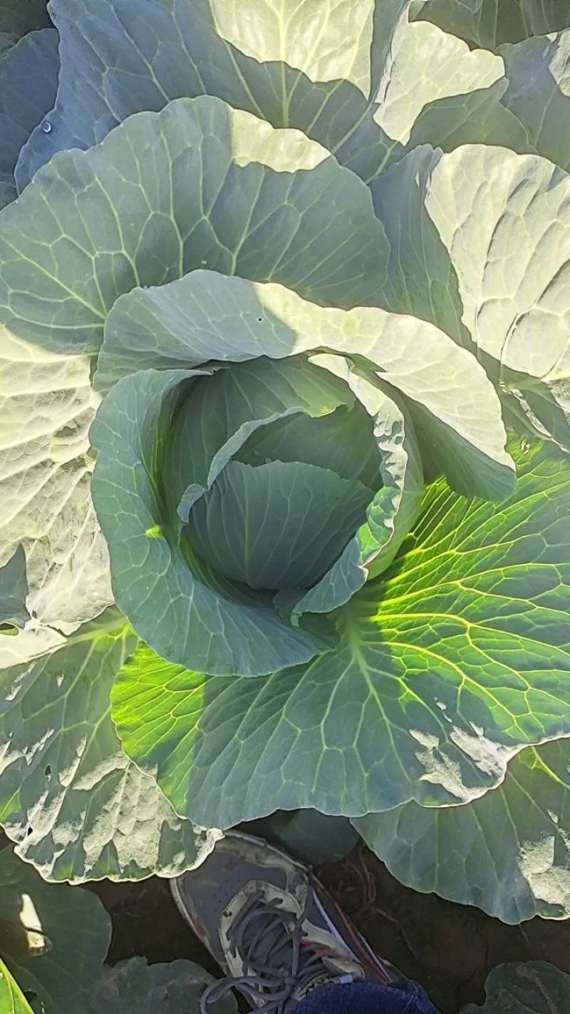 甘肃靖远高原夏菜奥奇娜大量现货色泽鲜艳爱运输