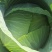 甘肃靖远高原夏菜奥奇娜大量现货色泽鲜艳爱运输