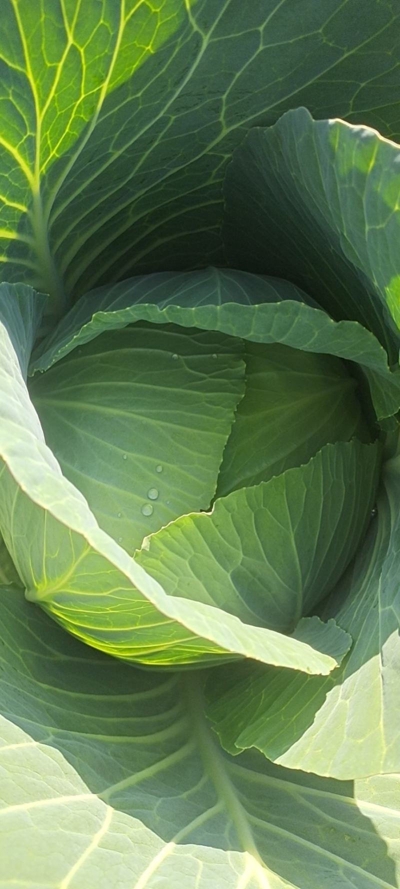 甘肃靖远高原夏菜奥奇娜大量现货色泽鲜艳爱运输
