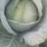 甘肃靖远高原夏菜奥奇娜大量现货色泽鲜艳爱运输