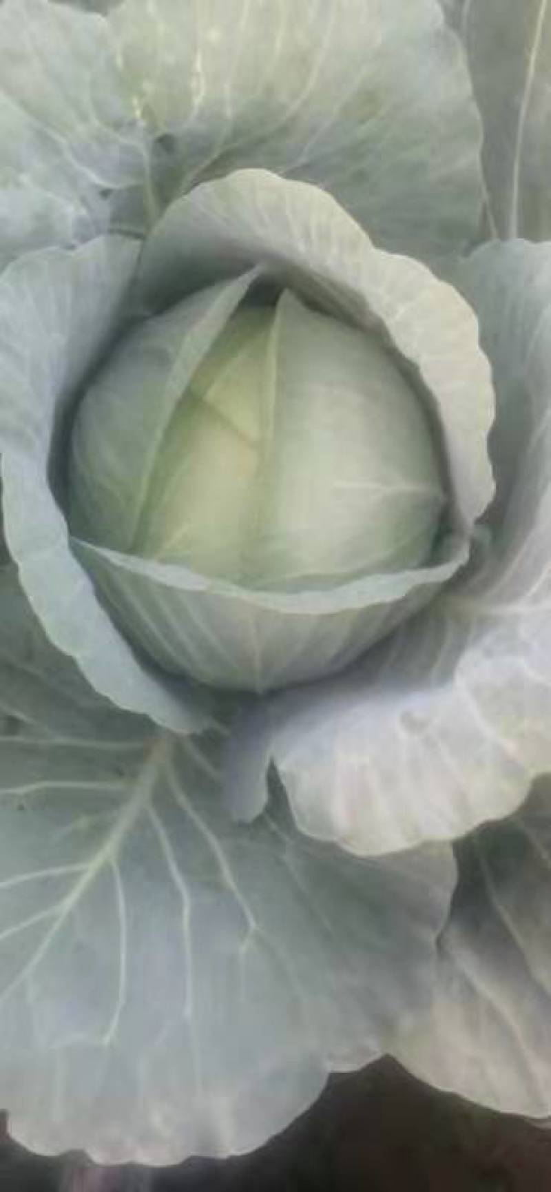 甘肃靖远高原夏菜奥奇娜大量现货色泽鲜艳爱运输