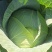甘肃靖远高原夏菜奥奇娜大量现货色泽鲜艳爱运输