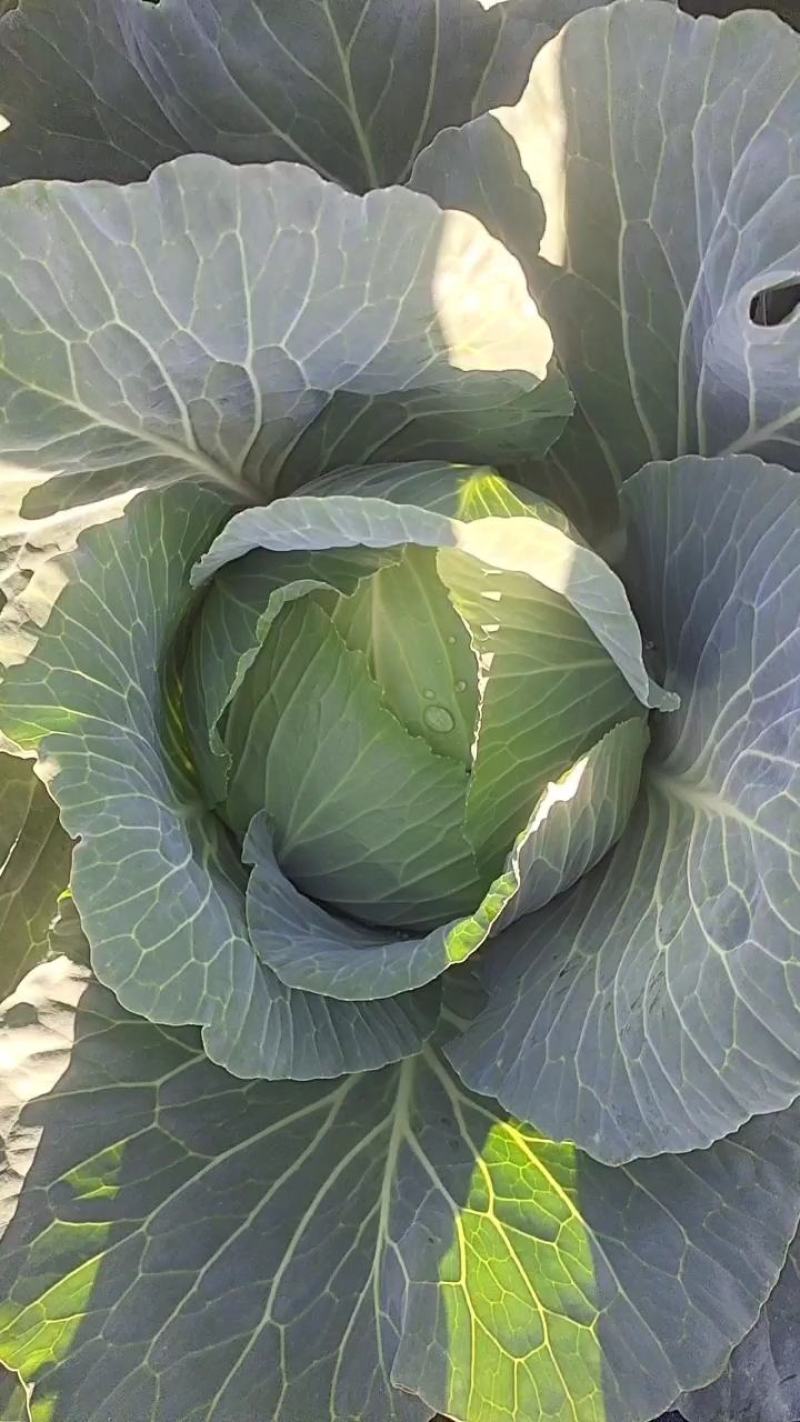 甘肃靖远高原夏菜奥奇娜大量现货色泽鲜艳爱运输