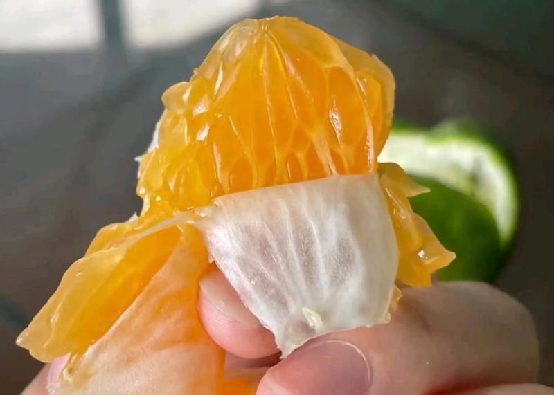 特早蜜橘，特早柑橘，货源充足，看货订货现发