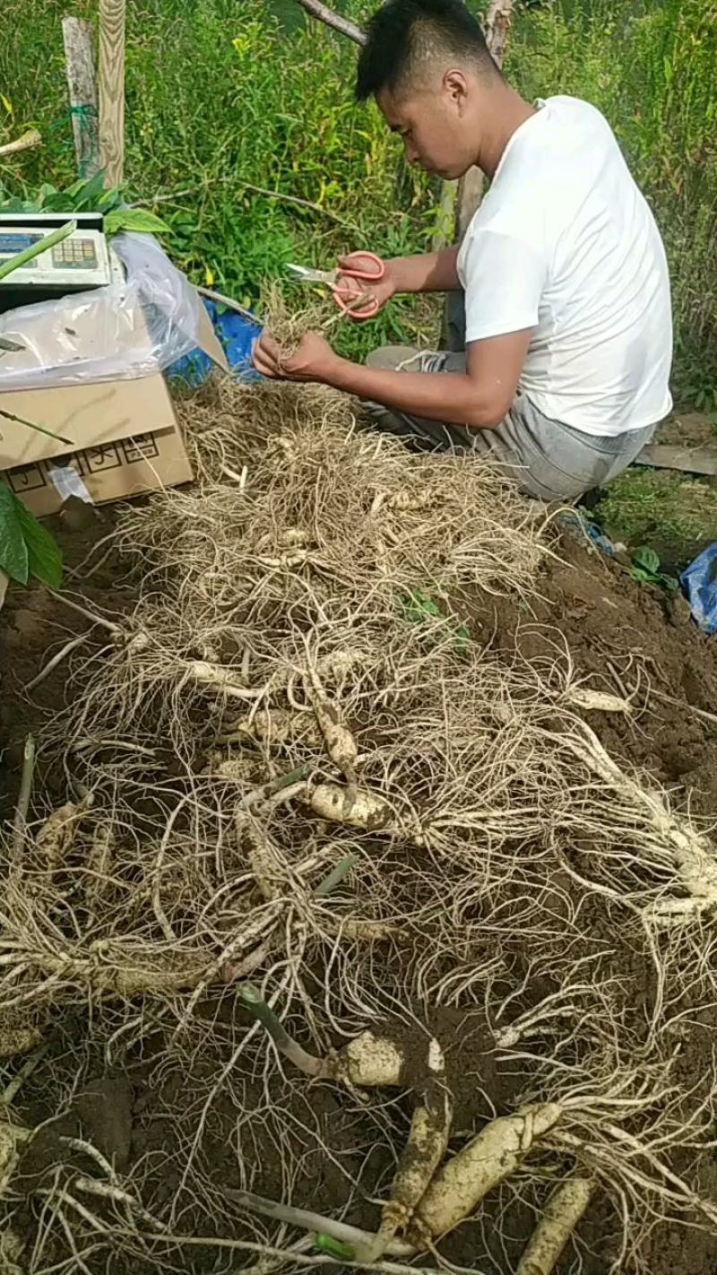 人参！长白山新鲜人参现起现买！一手货源批发零售1两以上鲜