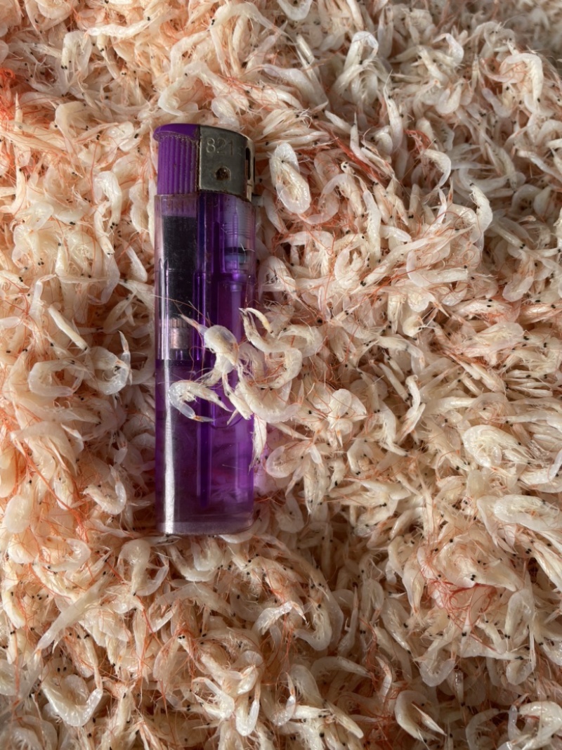 渤海湾咸虾皮，压板烘干，沾化虾皮，按需加工，欢迎合作