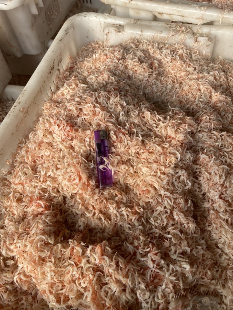 渤海湾咸虾皮，压板烘干，沾化虾皮，按需加工，欢迎合作
