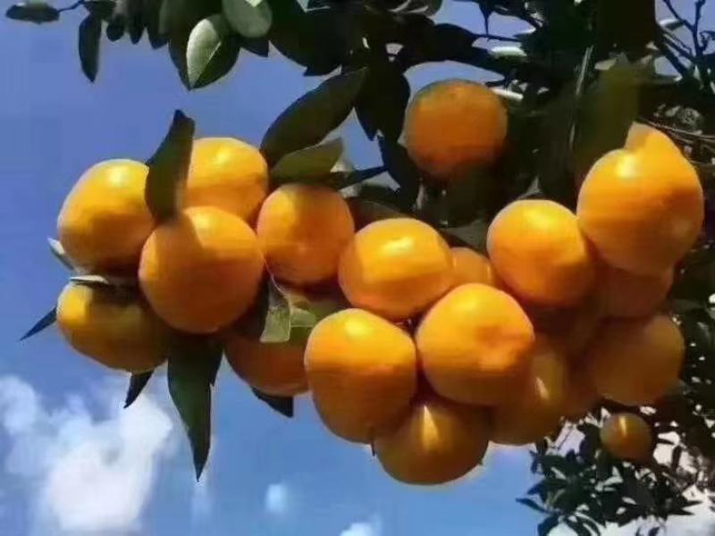 蜜橘湖北宜昌特早蜜桔产地直销看货论价保质保量欢迎订购