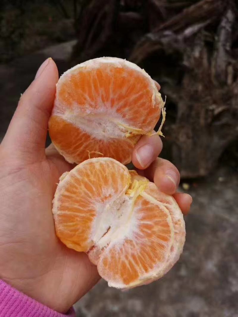蜜橘湖北宜昌特早蜜桔产地直销看货论价保质保量欢迎订购