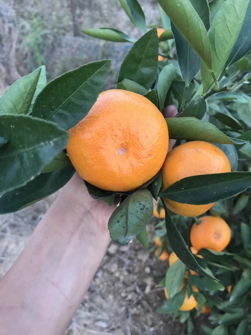 蜜橘湖北宜昌特早蜜桔产地直销看货论价保质保量欢迎订购