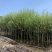 大量柳树（垂柳）低价出售、货源充足、价格美丽