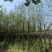 大量柳树（垂柳）低价出售、货源充足、价格美丽